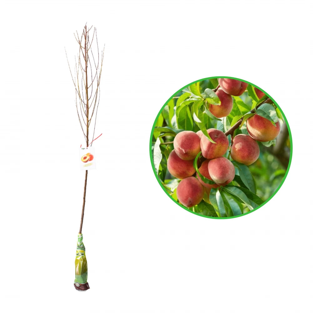 Piersic Cardinal, Prunus Persica