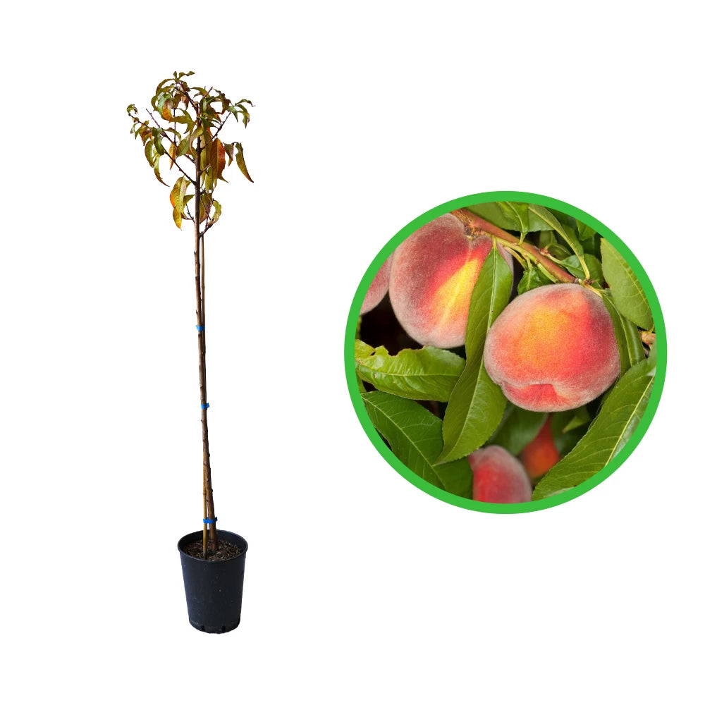 Piersic Comun, Prunus Persica