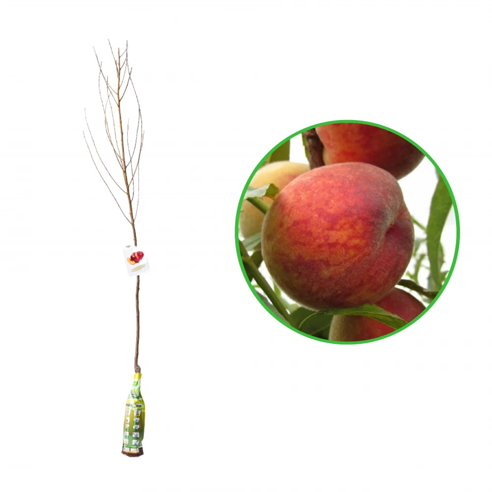 Piersic Cresthaven, Prunus Persica