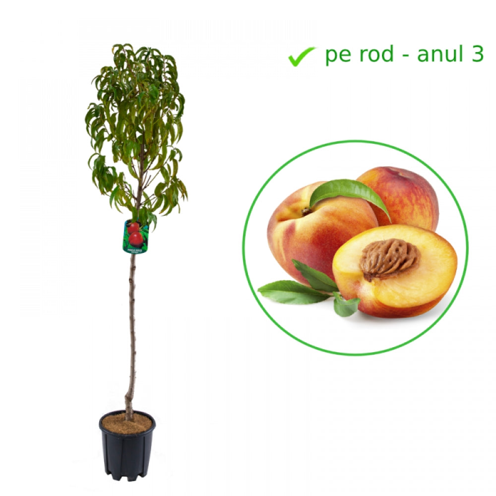 Nectarin Fantasia, Prunus Persica var. Nucipersica