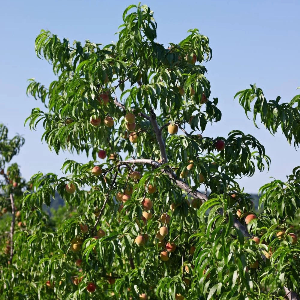 Piersic Gloria, Prunus Persica