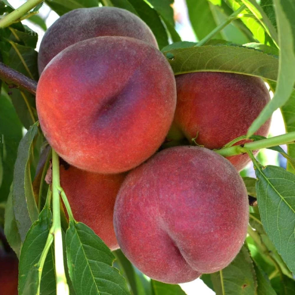 Piersic Gloria, Prunus Persica