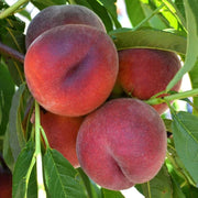 Piersic Gloria, Prunus Persica