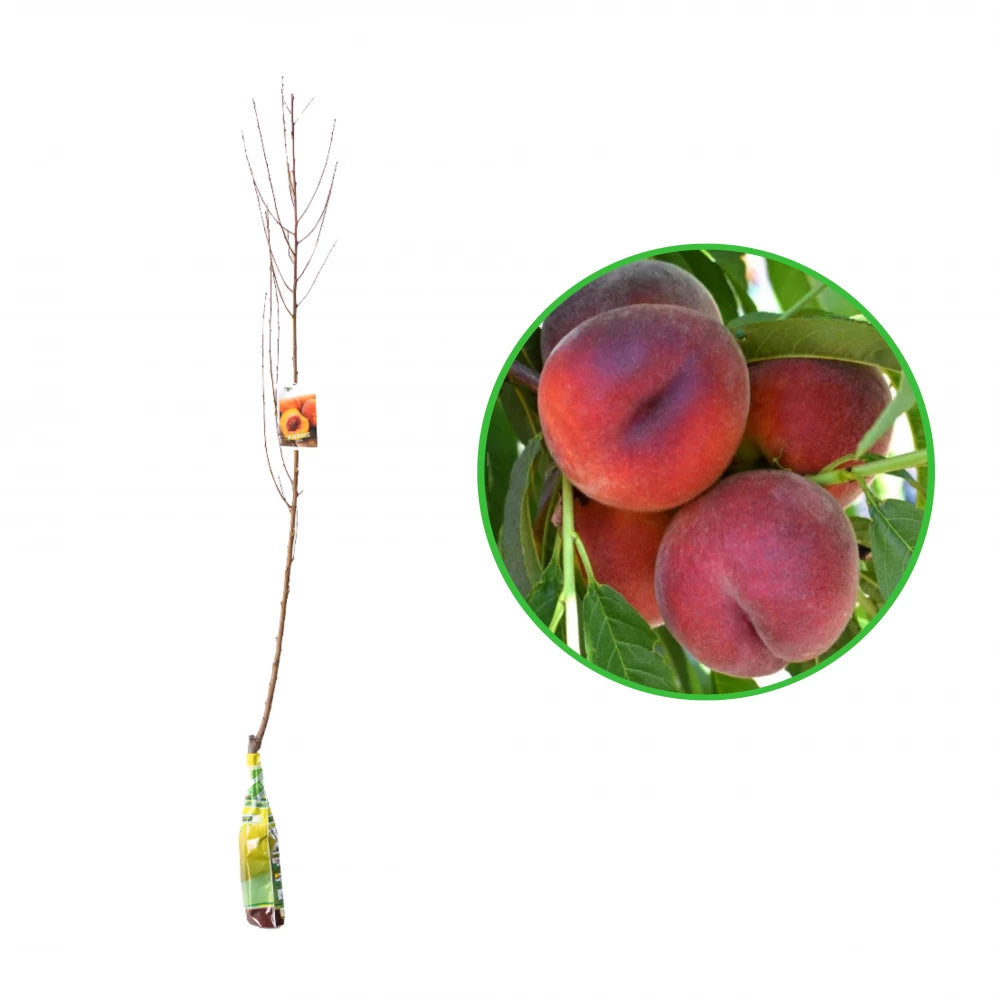 Piersic Gloria, Prunus Persica