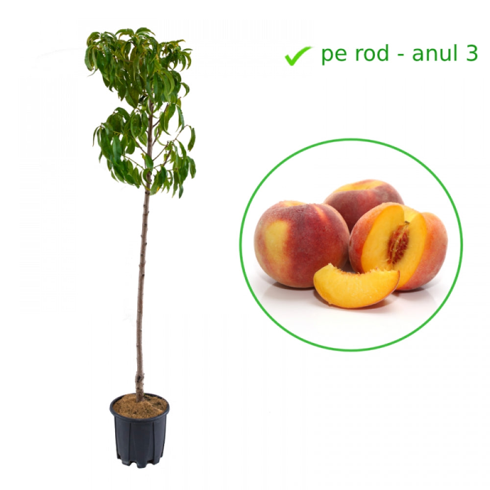 Piersic Hale, Prunus Persica