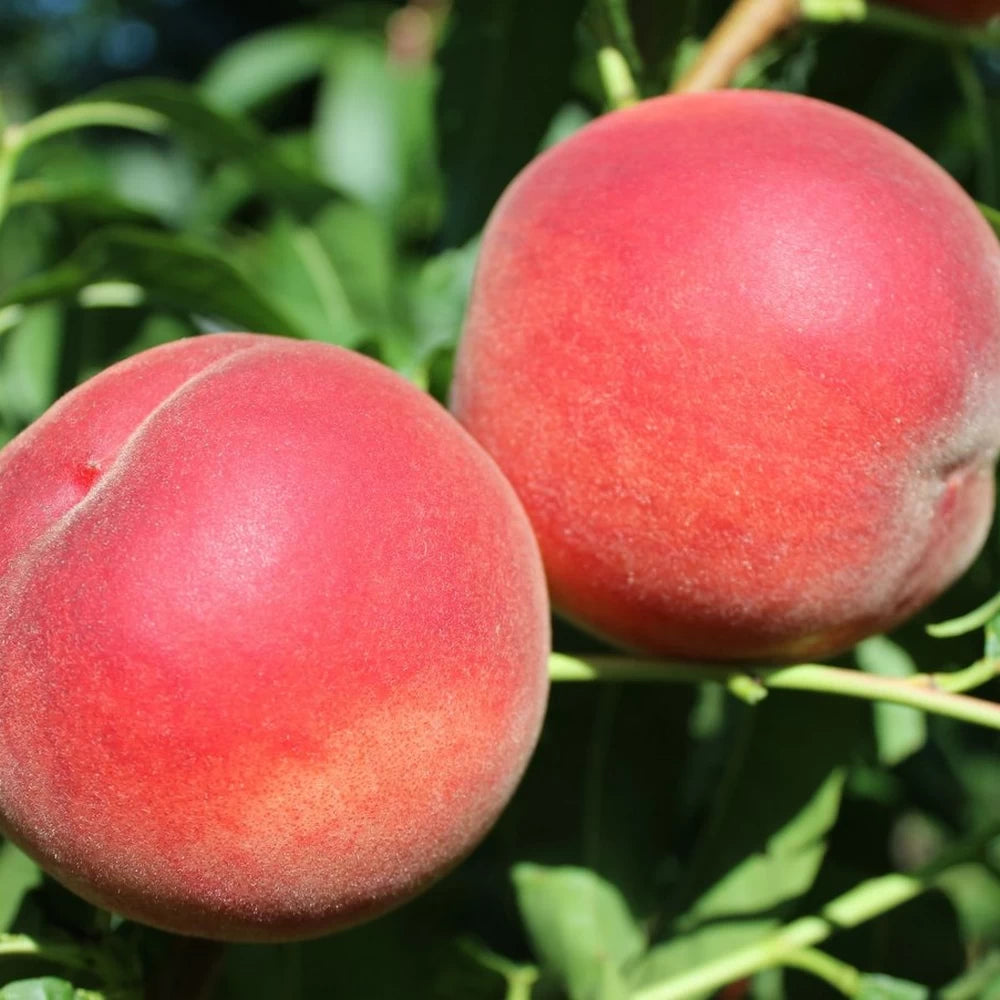 Piersic Maddalena, Prunus Persica