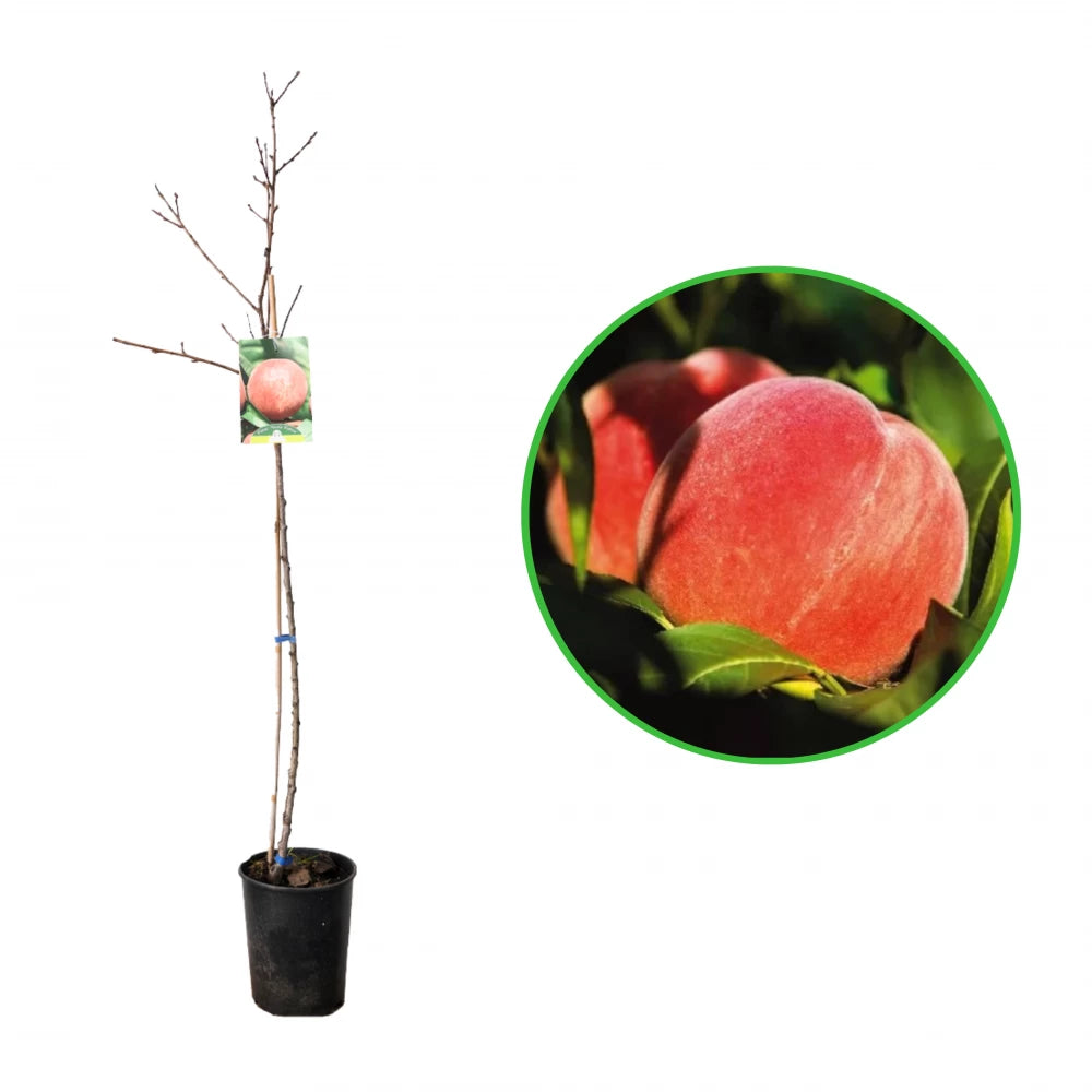 Piersic Maria Bianca, Prunus Persica