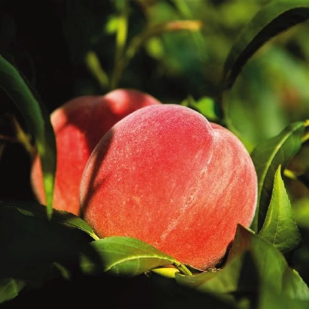 Piersic Maria Bianca, Prunus Persica