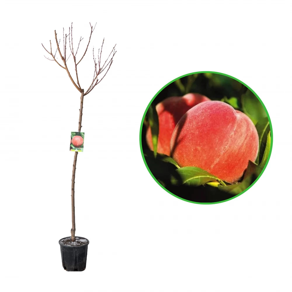 Piersic Maria Bianca, Prunus Persica