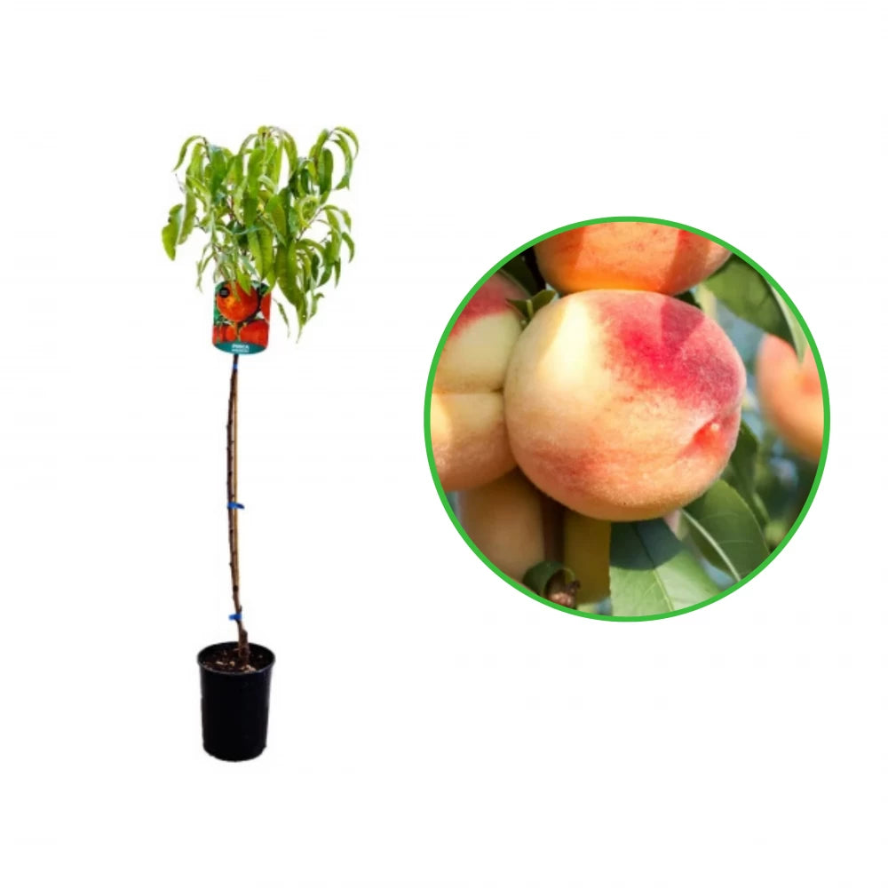 Piersic Michelini, Prunus Persica