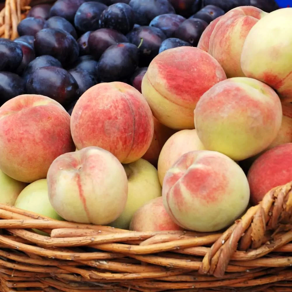 Piersic Michelini, Prunus Persica