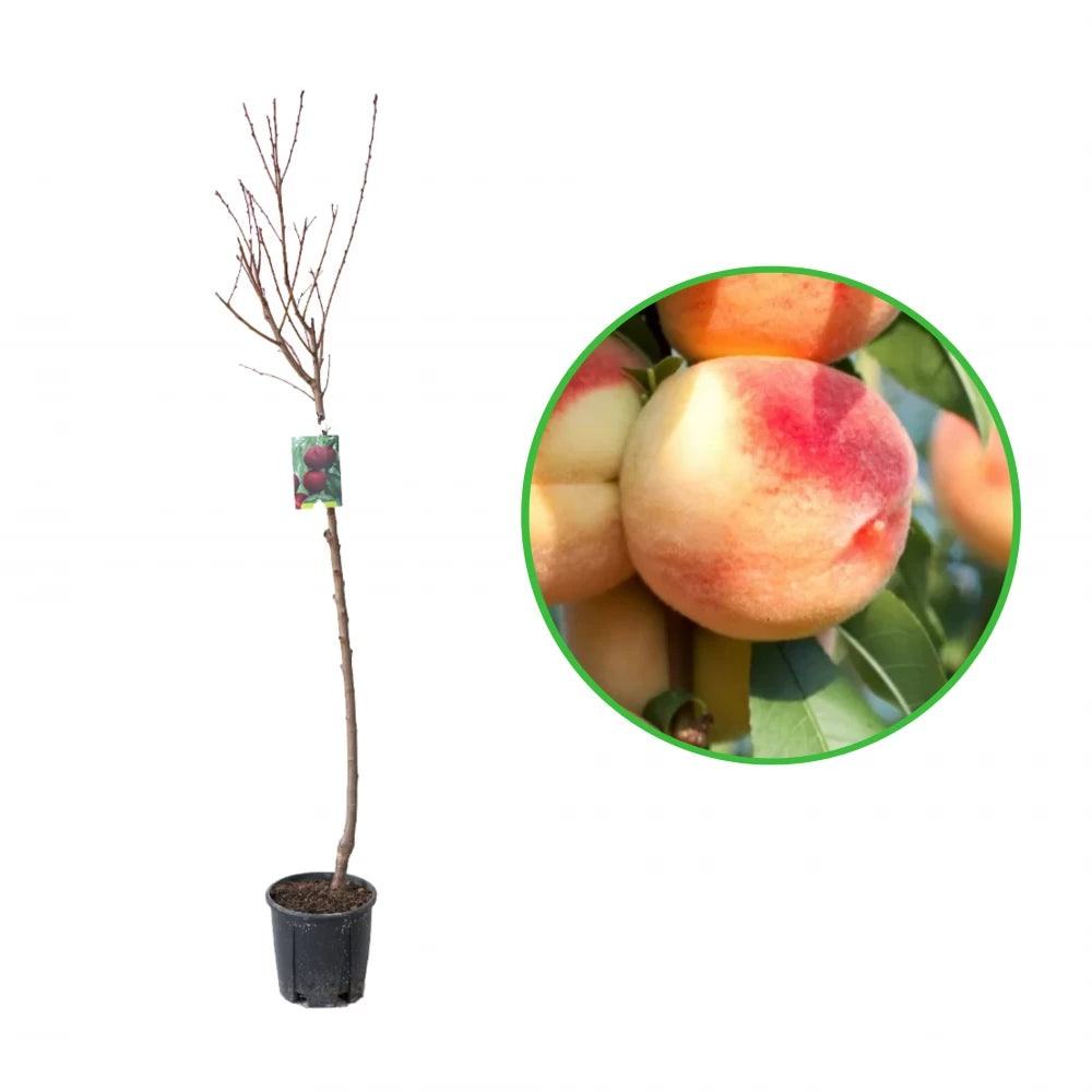 Piersic Michelini, Prunus Persica