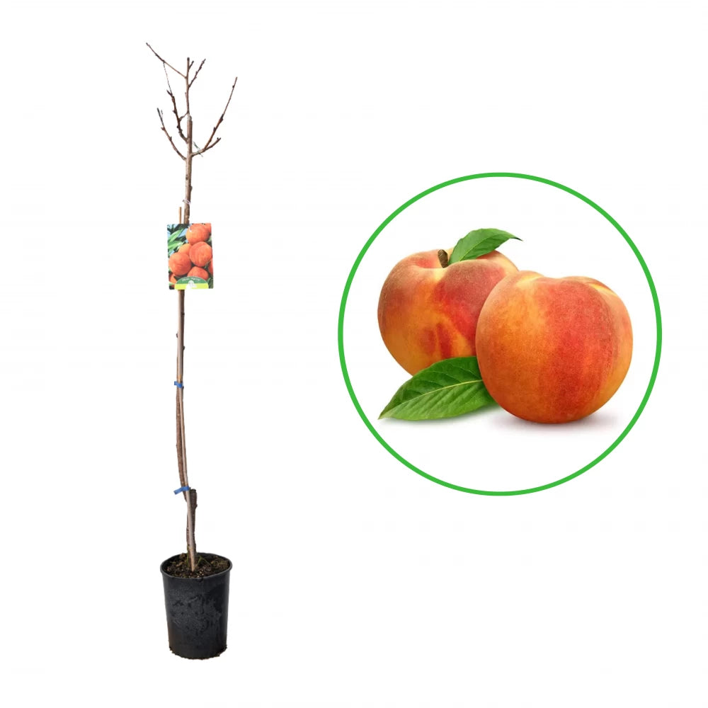 Piersic My Crest, Prunus Persica