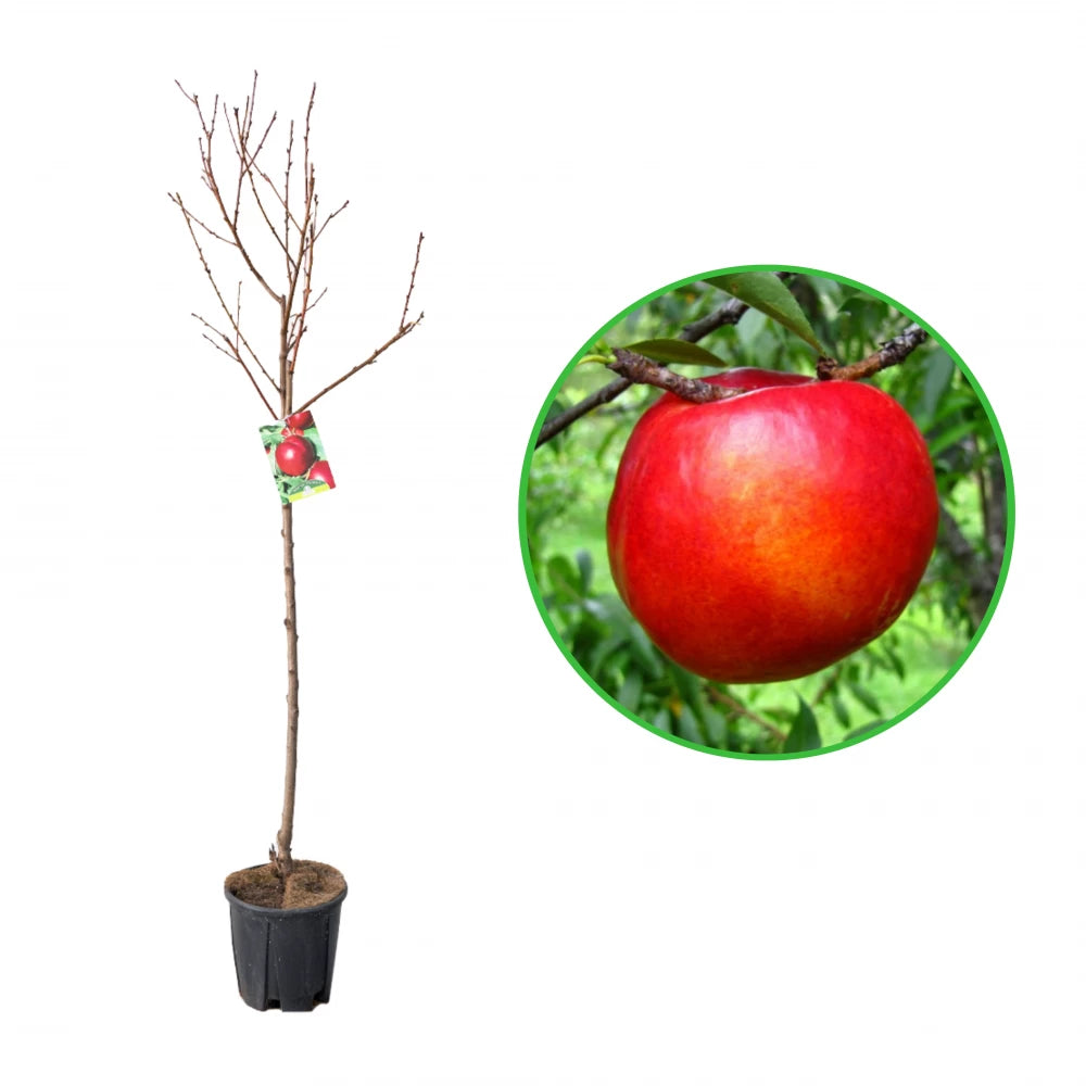 Piersic Nectared, Prunus Persica