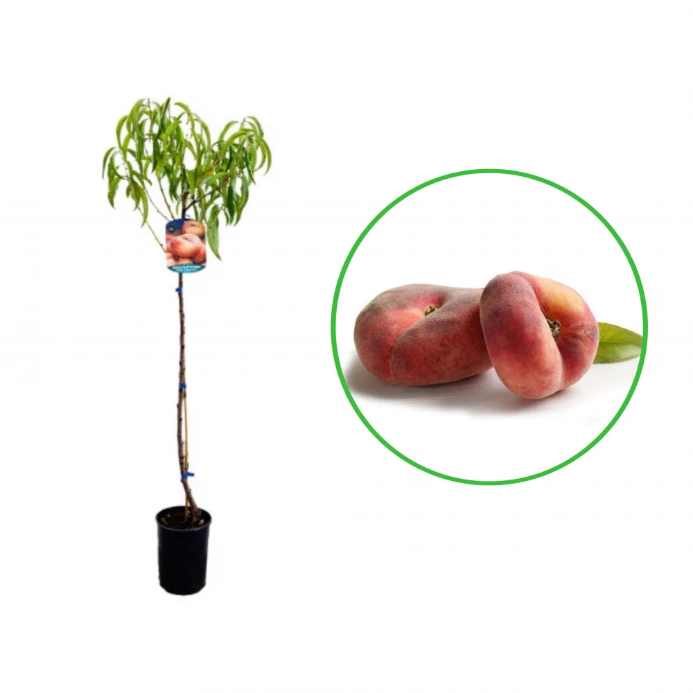 Piersic Plat Bianca, Prunus Persica var. Platycarpa