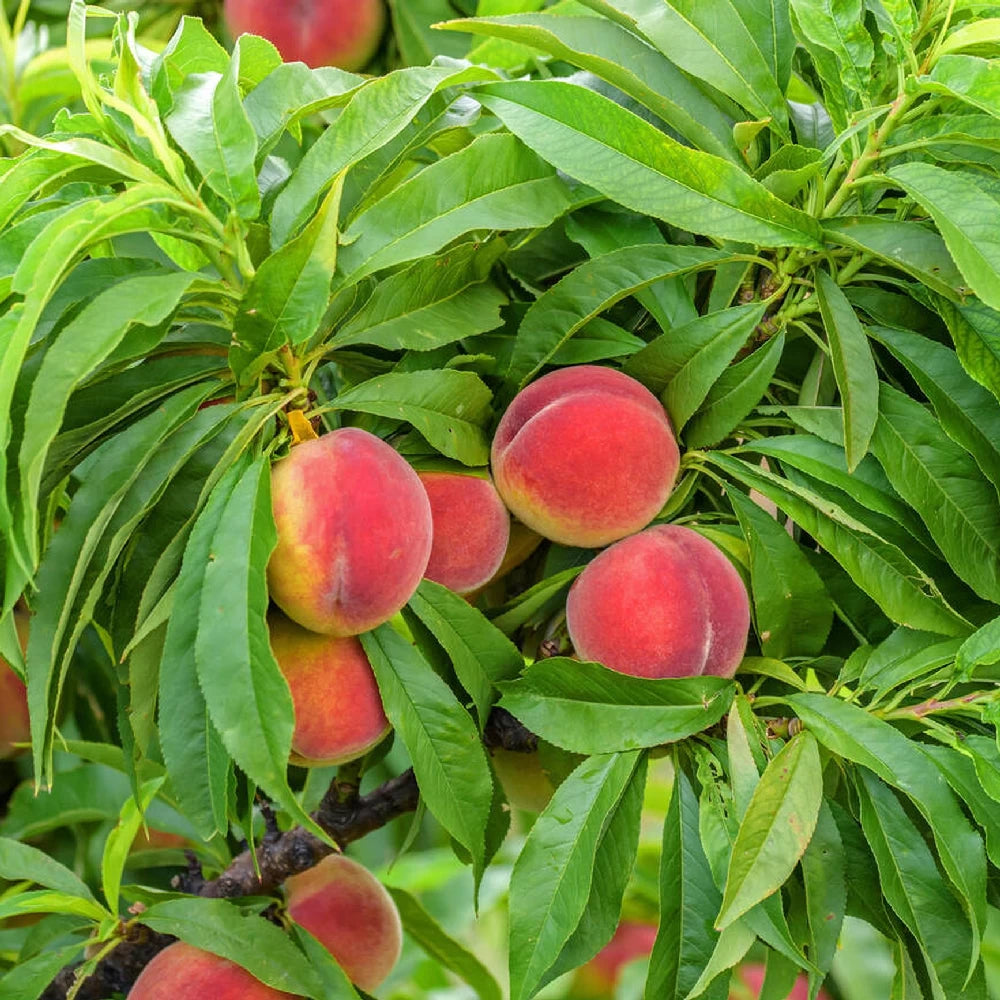 Piersic Pitic, Prunus Persica