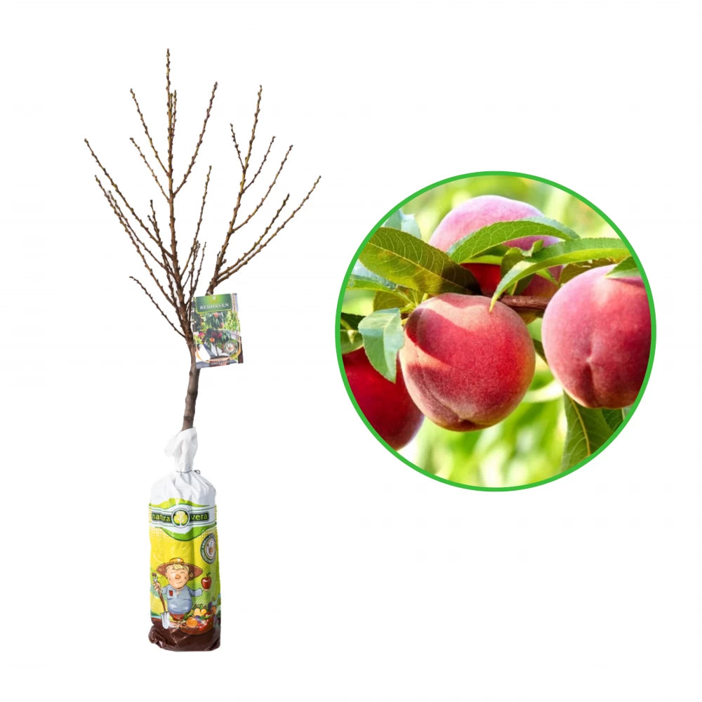 Piersic Pitic Redhaven, Prunus Persica