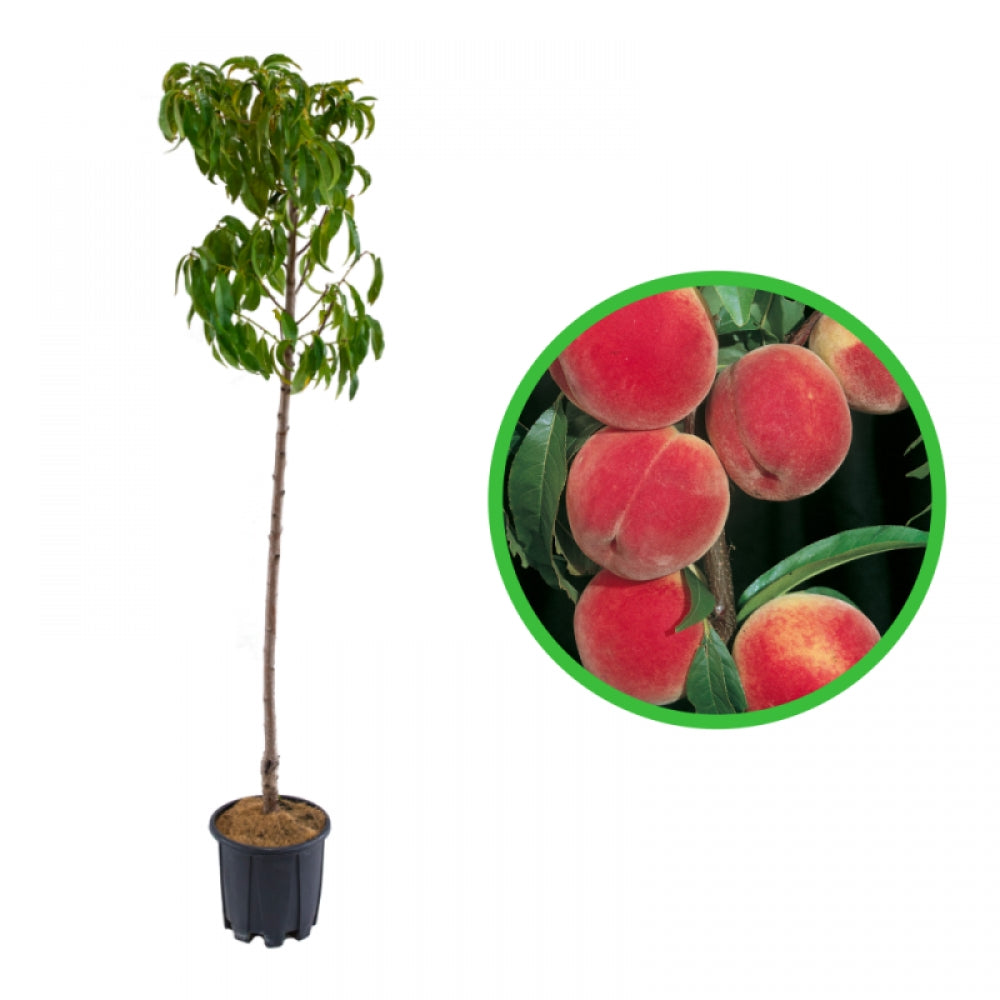 Piersic Dixired, Prunus Persica