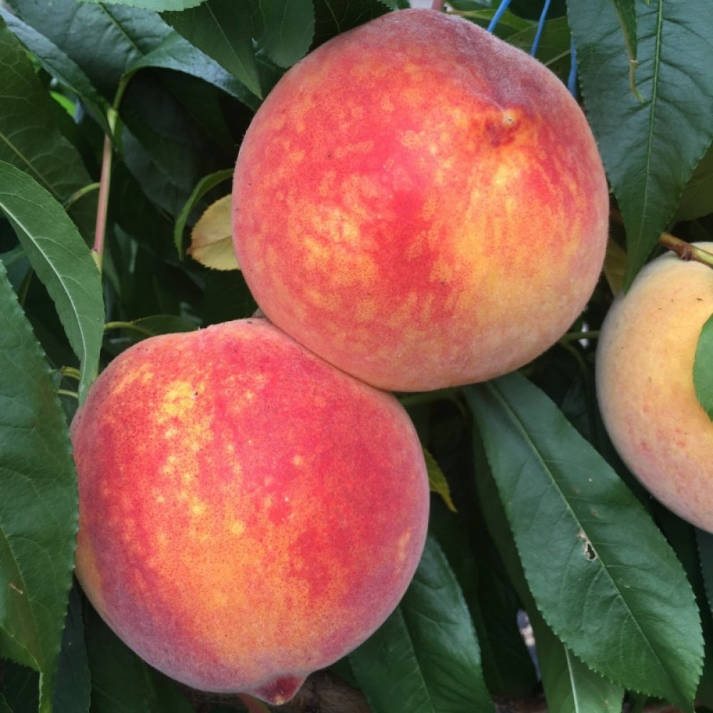 Piersic Fayette, Prunus Persica