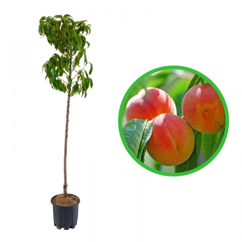 Piersic Impero, Prunus Persica