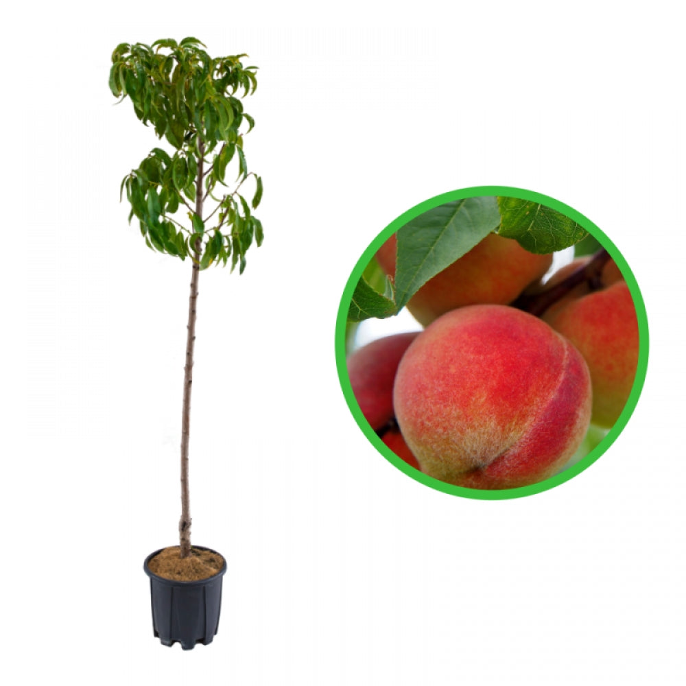 Piersic Iris Rosso, Prunus Persica