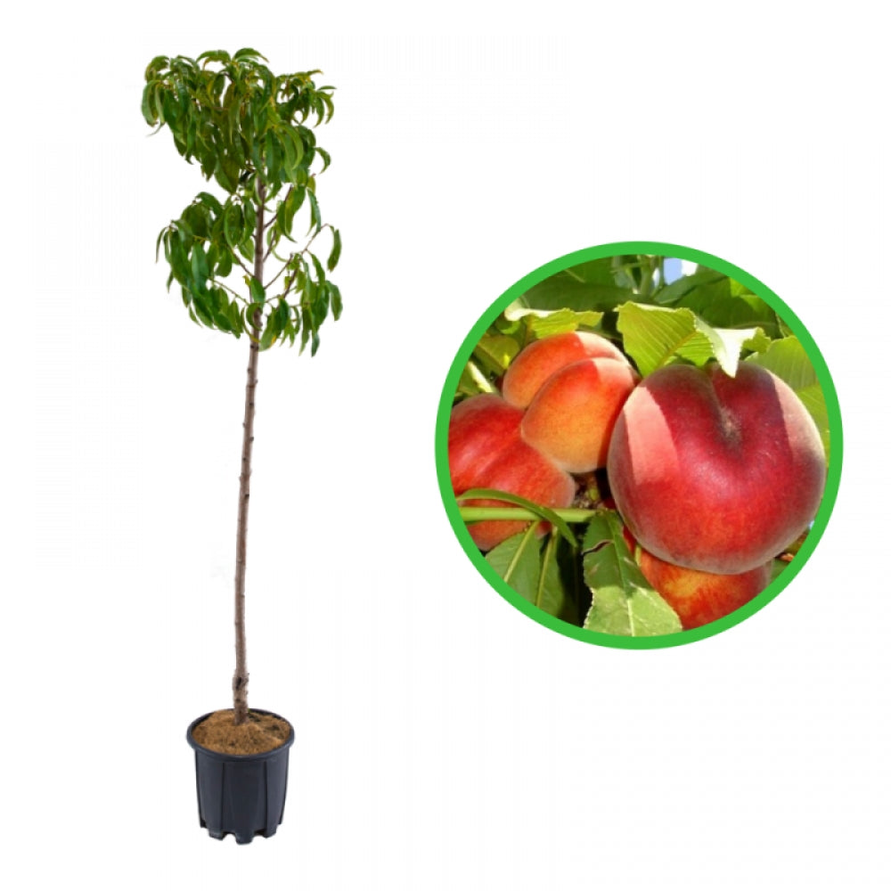 Piersic Springcrest, Prunus Persica