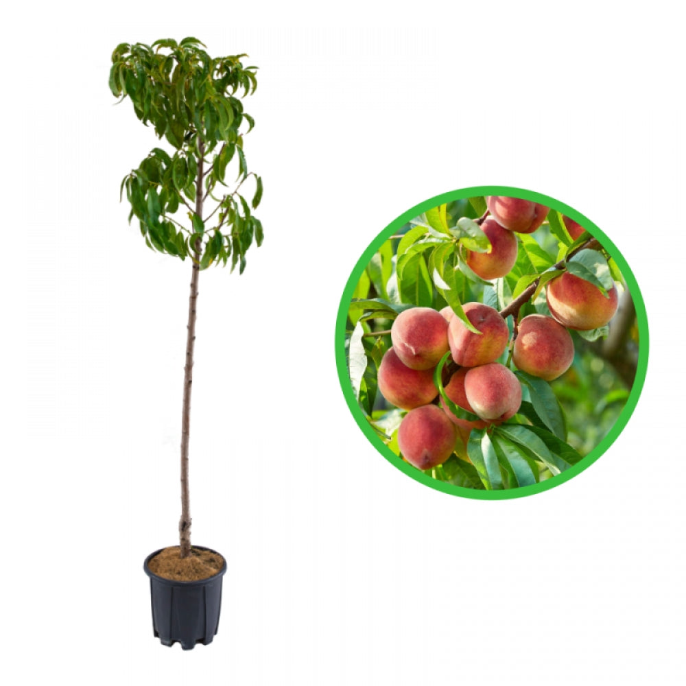 Piersic Suncrest, Prunus Persica