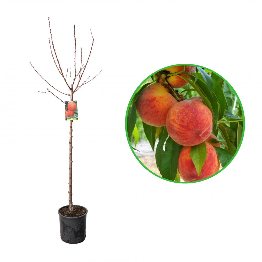 Piersic Red Top, Prunus Persica