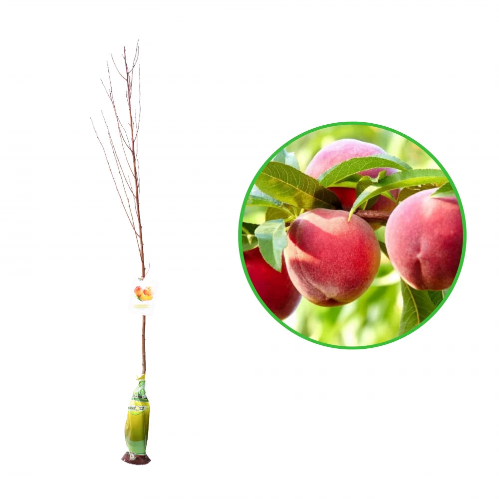 Piersic Redhaven, Prunus Persica