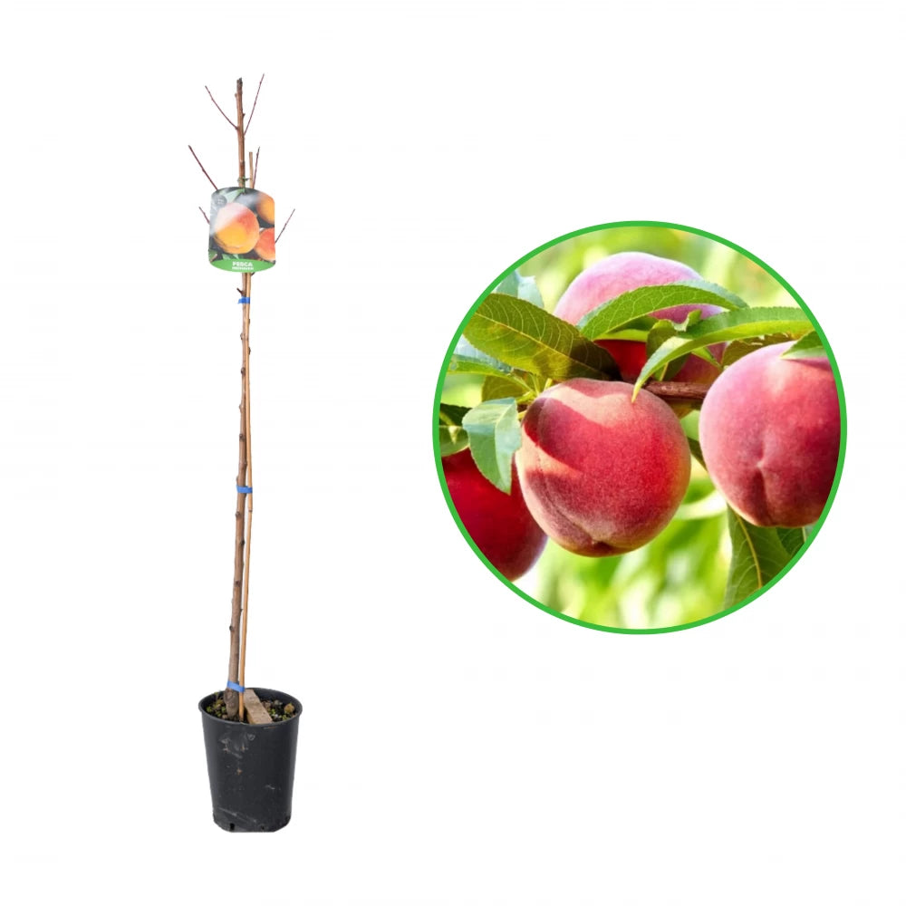 Piersic Redhaven, Prunus Persica