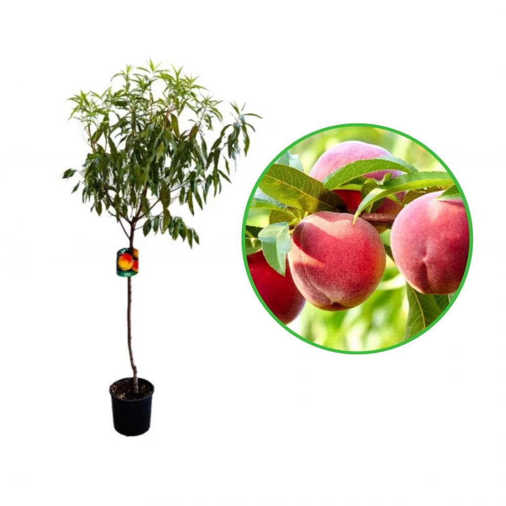 Piersic Redhaven, Prunus Persica