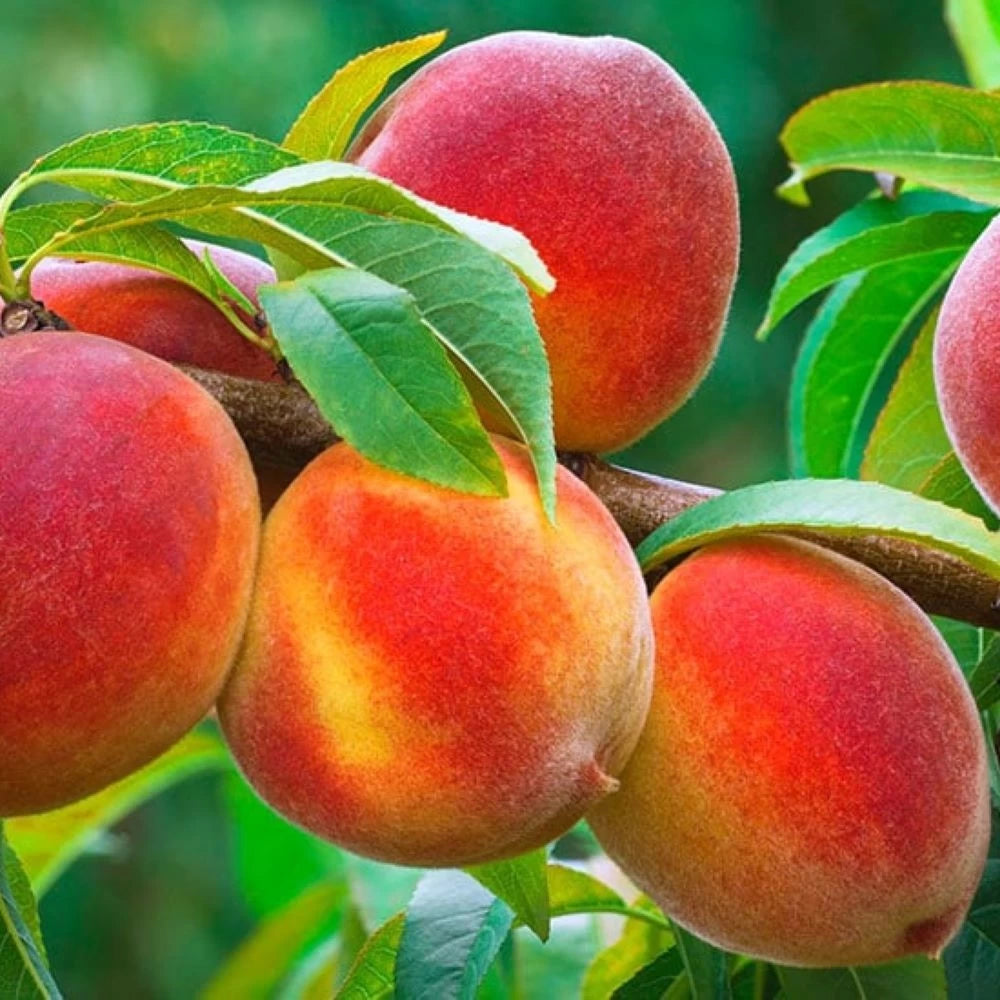 Piersic Romea, Prunus Persica