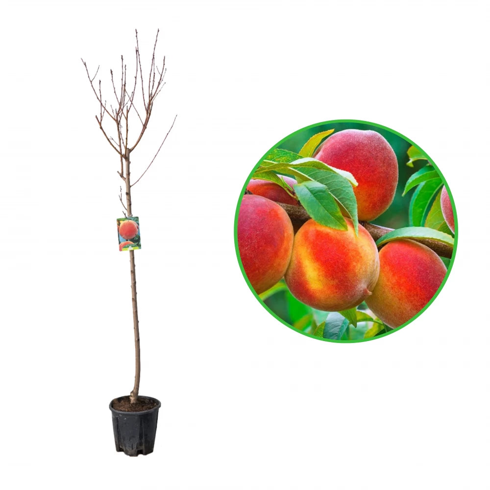 Piersic Romea, Prunus Persica