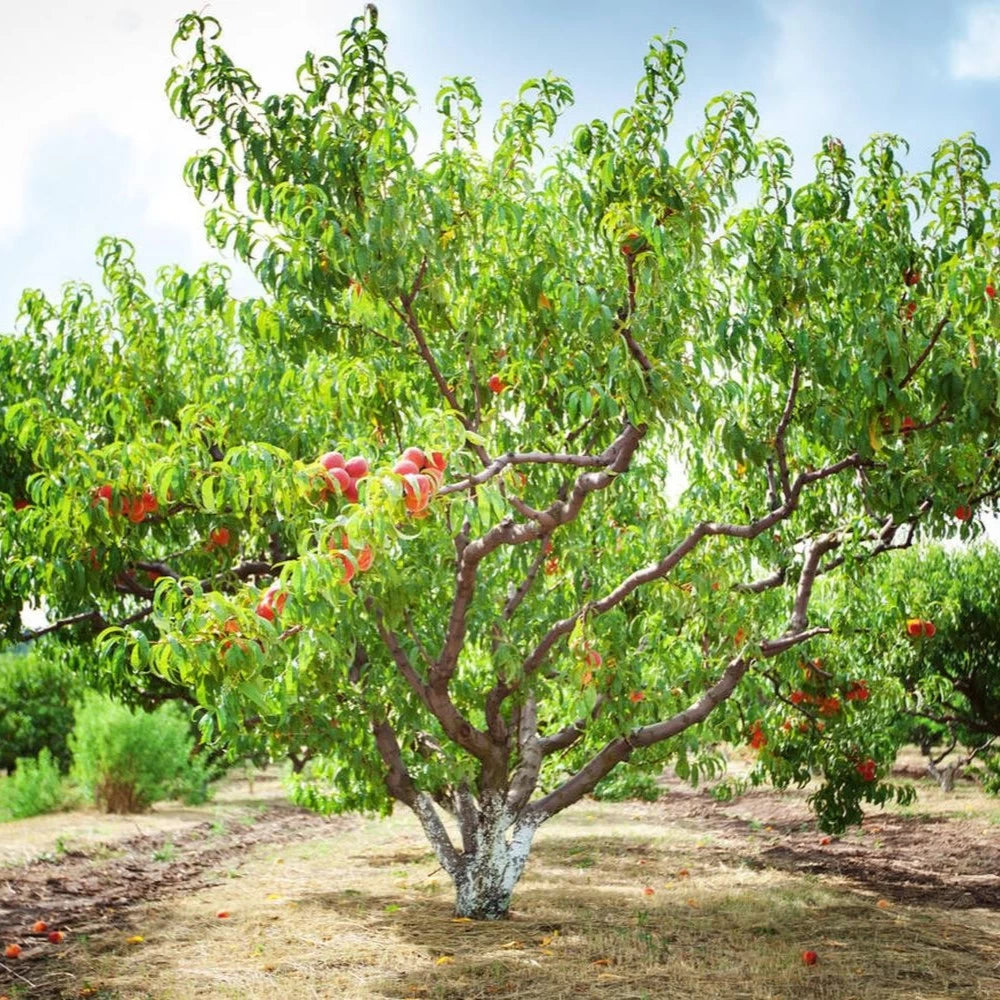 Piersic Royalvee, Prunus Persica