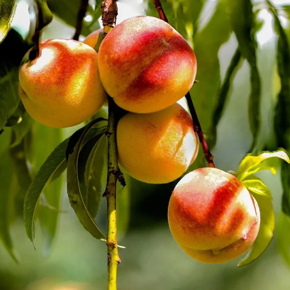 Piersic Royalvee, Prunus Persica