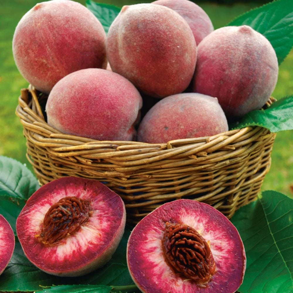 Piersic Sanguinea, Prunus Persica