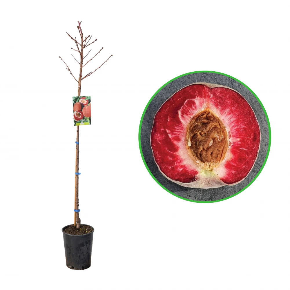 Piersic Sanguinea, Prunus Persica