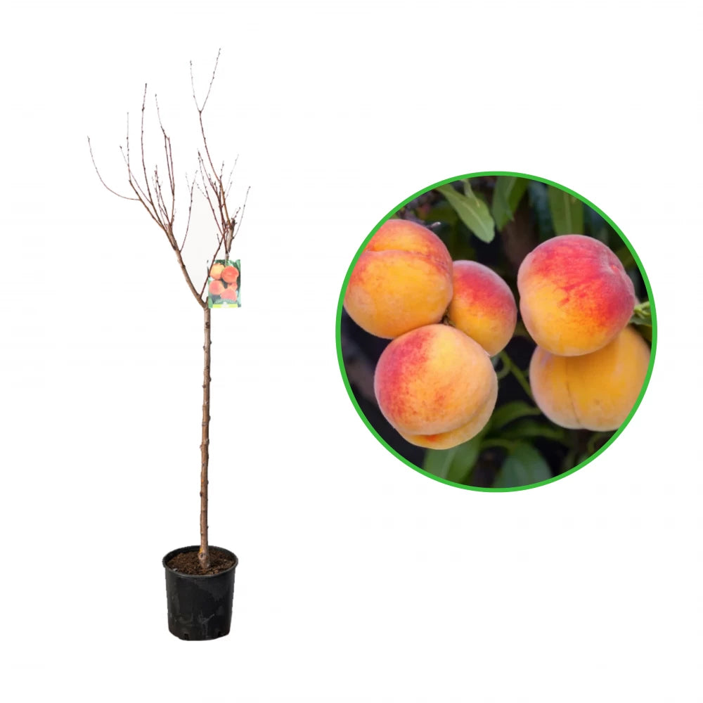 Piersic Spring Gold, Prunus Persica