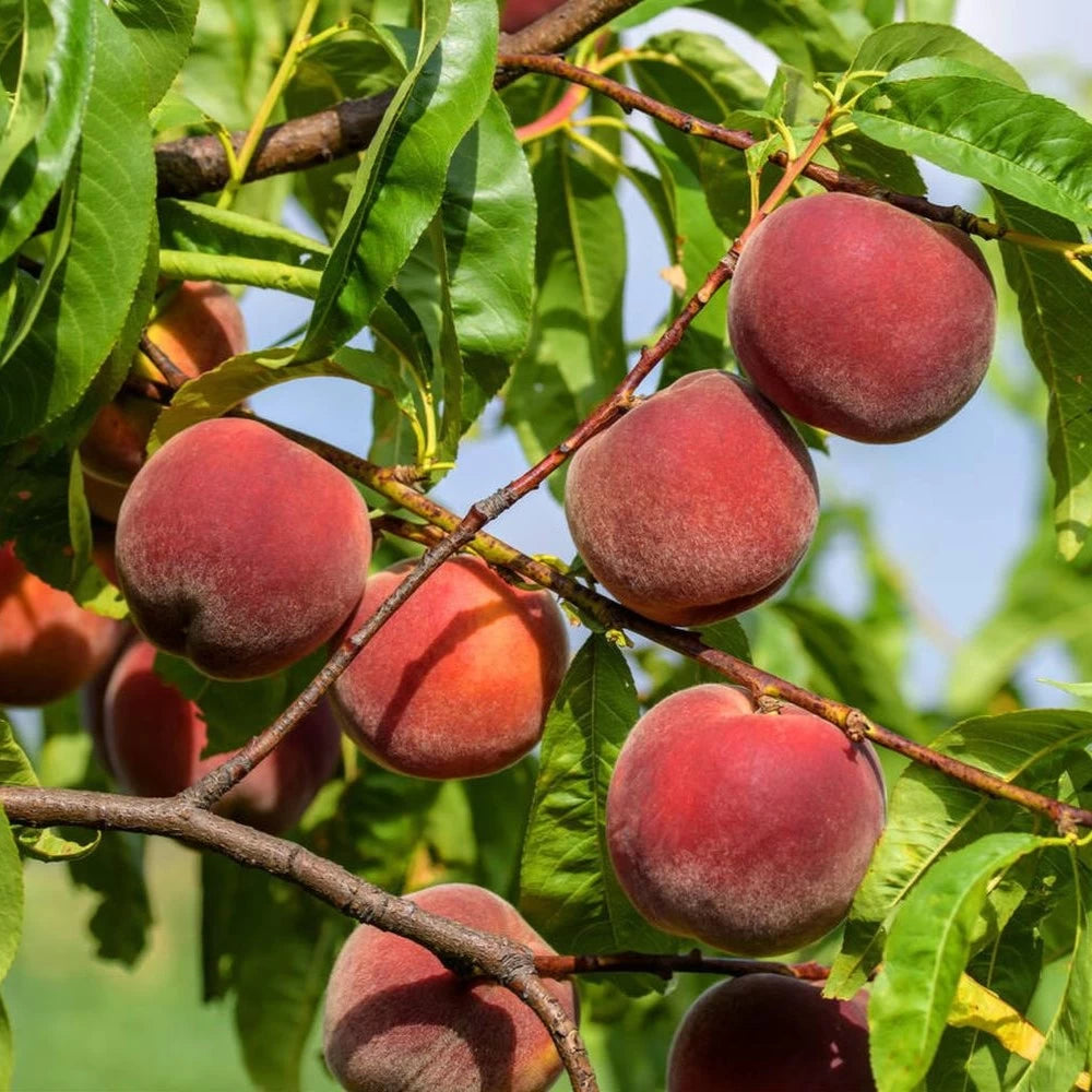 Piersic Spring Lady, Prunus Persica