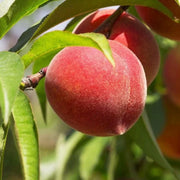 Piersic Spring Lady, Prunus Persica