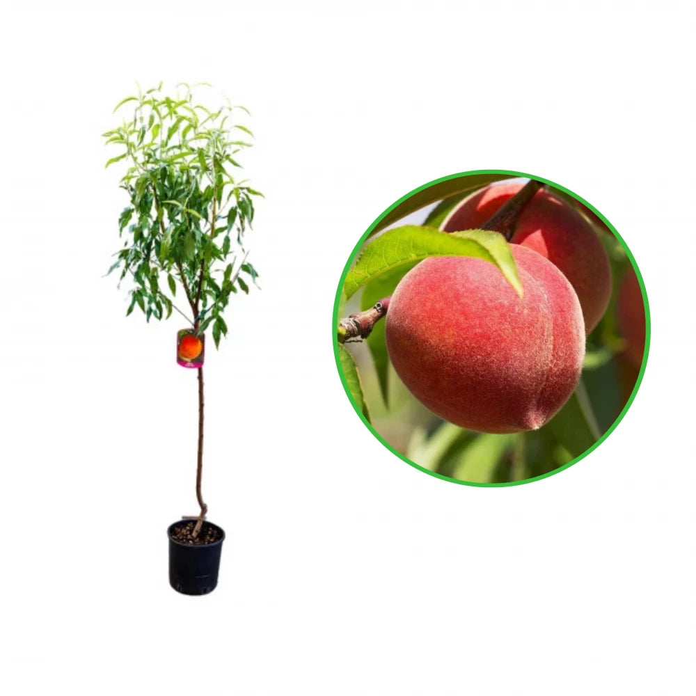 Piersic Spring Lady, Prunus Persica