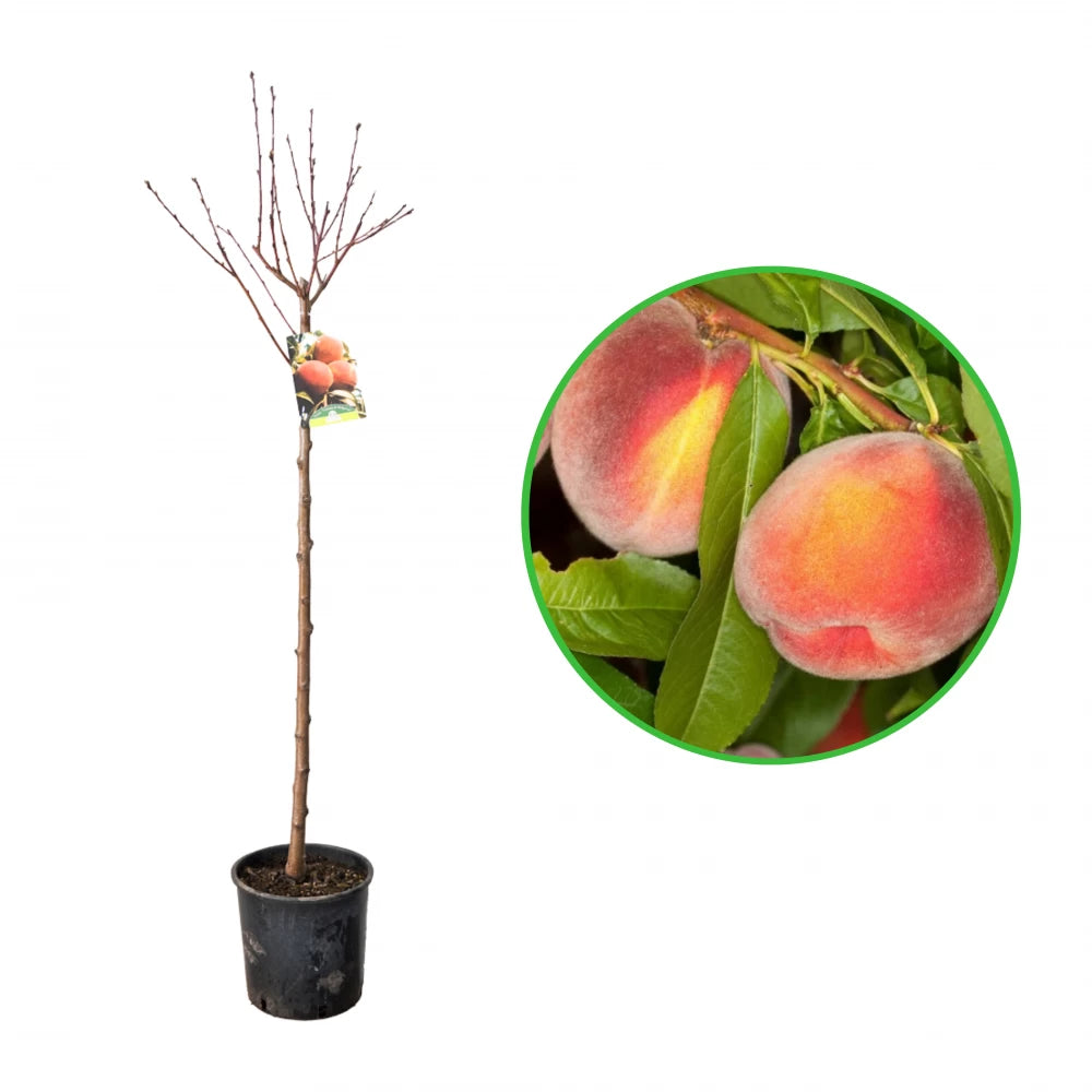 Piersic Vellutata di Hollywood, Prunus Persica