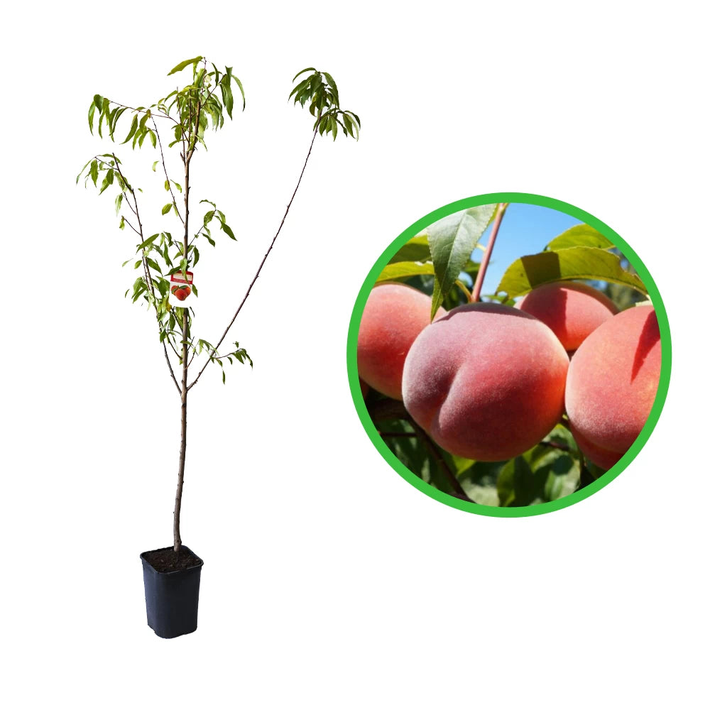 Piersic Velvet, Prunus Persica