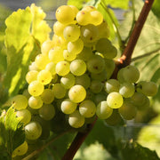 Vita de Vie Durella, Vitis Vinifera, pentru vin, alb