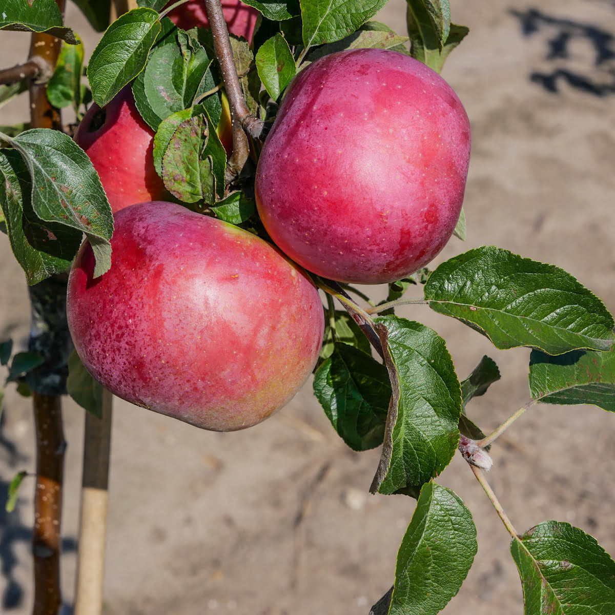 Mar Fantazja, Malus Domestica