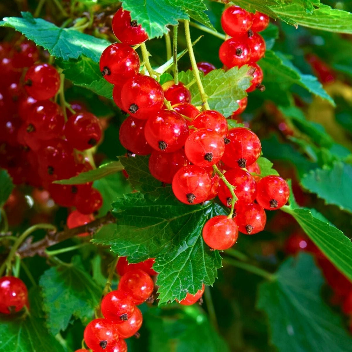 Coacaz Rosu Jonkheer van Tets, Ribes Rubrum Jonkheer van Tets