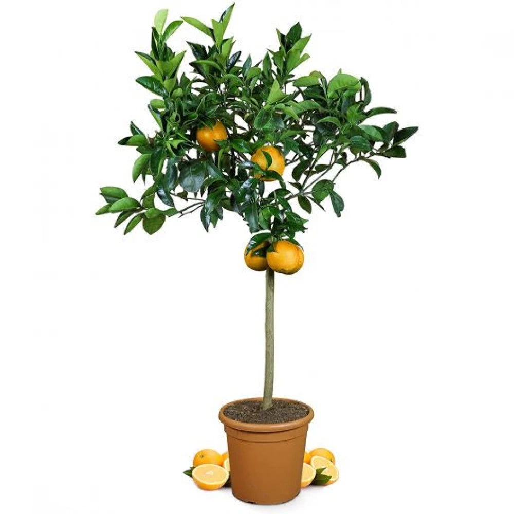 Portocal Arancio, Citrus Sinensis, pe rod