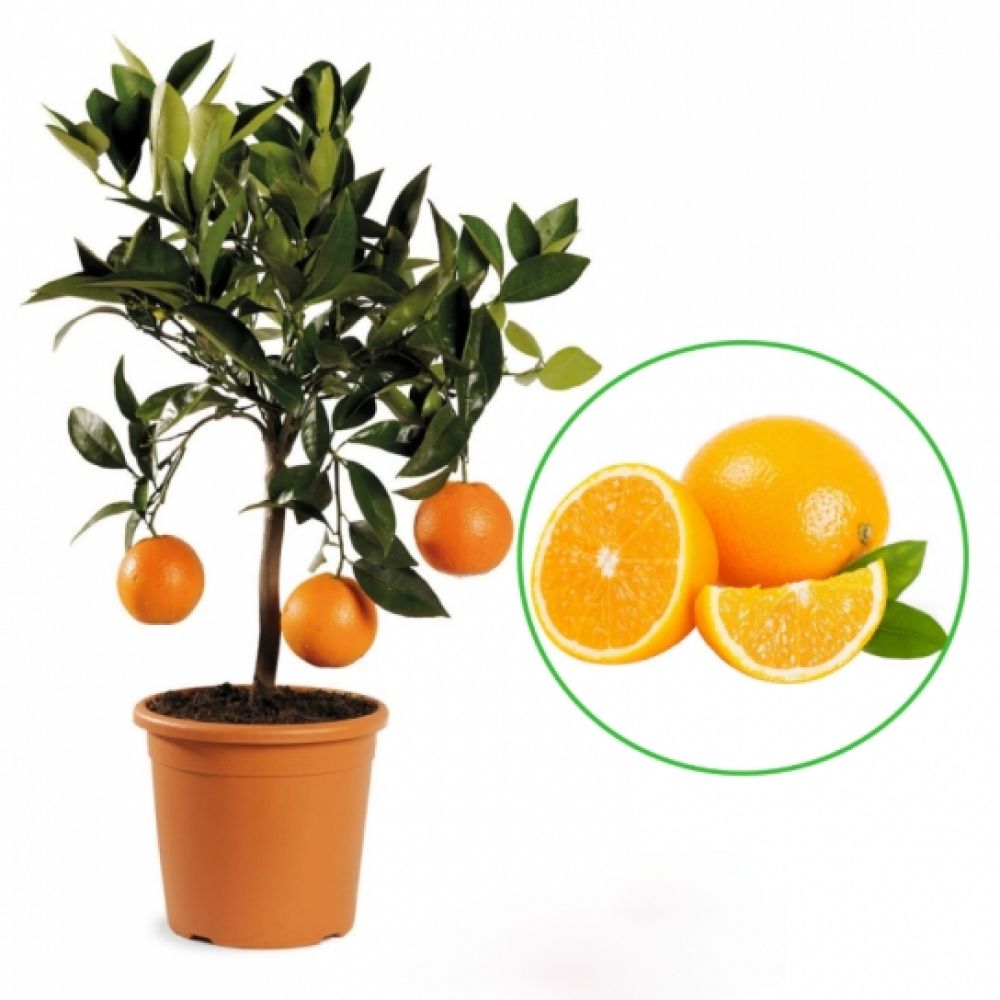 Portocal Arancio, Citrus Sinensis, pe rod