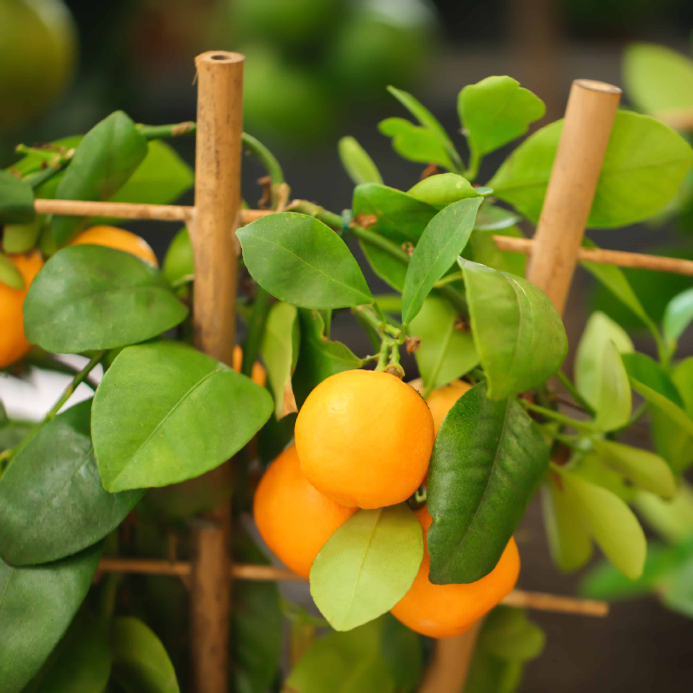 Portocal Pitic Hibrid, Citrus Otaitensis