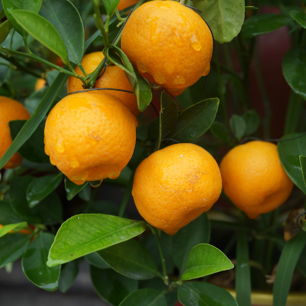 Portocal Pitic Hibrid, Citrus Otaitensis